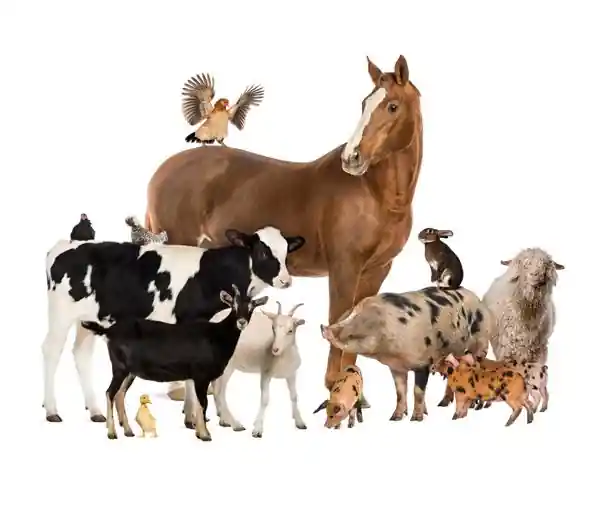 Beperkte Voorraad Noordwand Farmlife Behangposter boerderijdieren - 3750050