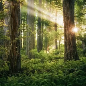 Seizoensaanbieding Noordwand Komar Stefan Hefele Fotobehang Goblins Woods - SHX5-037